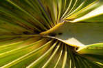 Cabbage palmetto